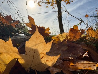 yellow maple leaves