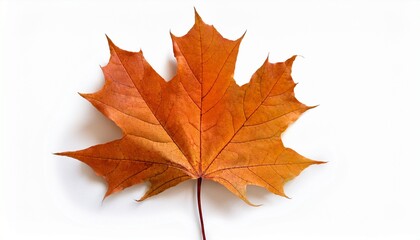 Fototapeta premium One Single Orange Autumn Fall Maple Leaf Isolated On White Background