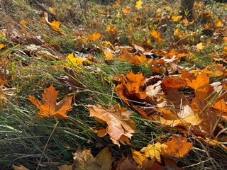 fallen autumn leaves