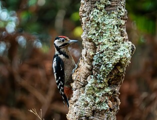 great spotted woodpecker