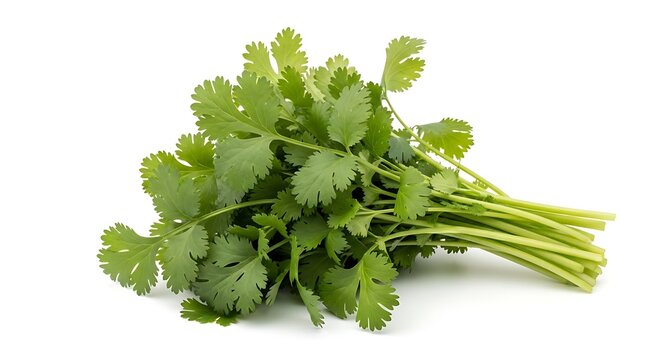 Fresh cilantro bunch isolated on white background culinary herb and food ingredient photo