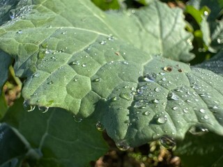 water drops on leaf