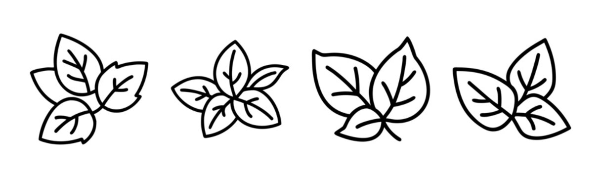 Fresh green basil leaves vector illustration scalable graphic design