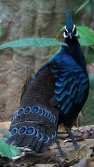 Enchanting Palawan Peacock-Pheasant