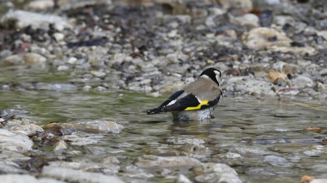 bathing and drinking Goldfinches // badende und trinkende Stieglitze (Carduelis carduelis)