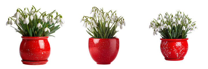 Set of A glass vase filled with fresh white flowers symbolizing purity and calm elegant arrangement on transparent png background. Ai generated