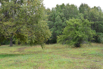 Lush Green Trees and Grassy Clearing in a Natural Landscape