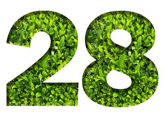 number 28 from green leaves  isolated on transparent background. suitable for birthday, anniversary and memorial day templates.