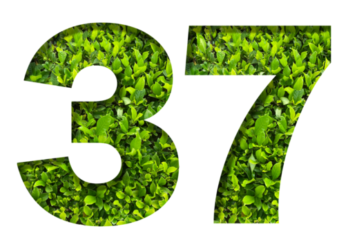 number 37 from green leaves  isolated on transparent background. suitable for birthday, anniversary and memorial day templates.
