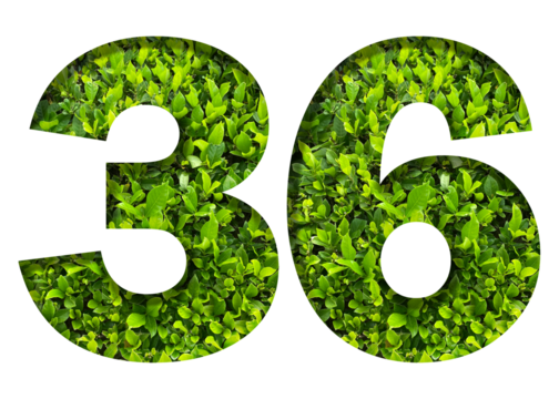 number 36 from green leaves isolated on transparent background. suitable for birthday, anniversary and memorial day templates.