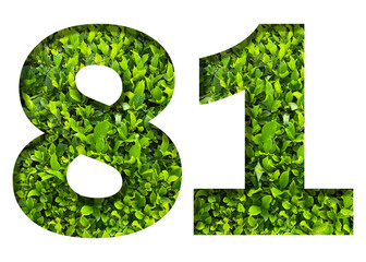 number 81 from green leaves  isolated on transparent background. suitable for birthday, anniversary and memorial day templates.