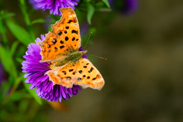 Butterflies flitted among the chrysanthemum blossoms