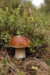Beautiful porcino mushroom growing in forest, closeup. Space for text