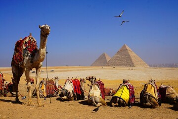 Cairo, Egypt: Camels in colorful horse-clothes resting on the sand near Giza pyramids