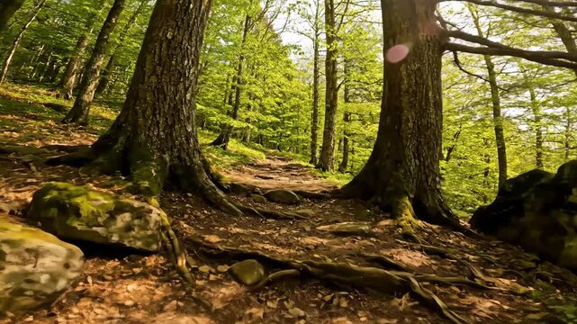 Serene lush green forest trail with maple trees and rocky path under sunlight