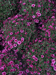 Blooming pink chrysanthemums in dense clusters with green foliage