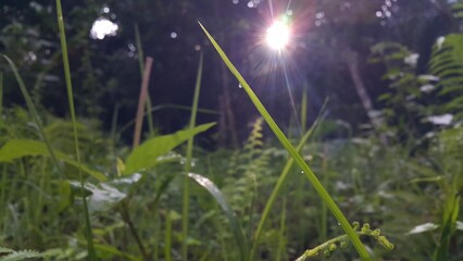 grass and sun. Morning sun light background through trees low angle view.