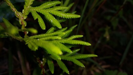 green leaves. Very beautiful plant leaf wallpaper. World Nature Conservation Day on July 28th. Shot in a tropical rainforest. Night