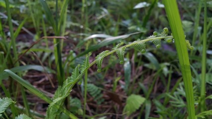 green fern leaves. Fern leaves in the jungle. grass in the wind. World Nature Conservation Day on July 28th. Shot in a tropical rainforest. Very beautiful plant leaf wallpaper. 