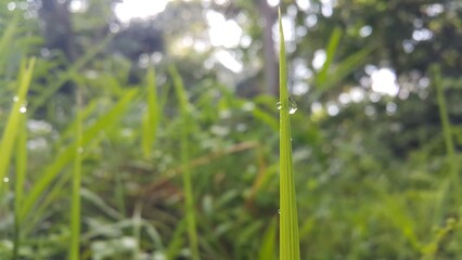 The water bubble is grassed. green grass in the morning. Very beautiful plant leaf wallpaper. World Nature Conservation Day on July 28th. Shot in a tropical rainforest.