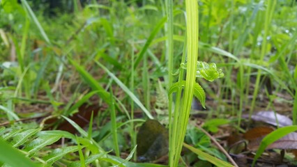 green grass in the morning. green grass and water drops. Very beautiful plant leaf wallpaper. Perfect for documentaries about tropical rainforests and World Environment Day on June 5th.