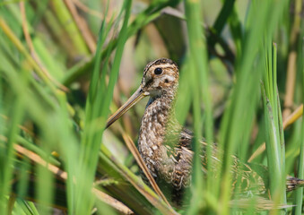 A common snipe (Gallinago gallinago) hides from a photographer in a thicket of aquatic plants.