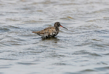 A close-up shot of a male spotted redshank (Tringa erythropus) in breeding plumage in the waters of an estuary.