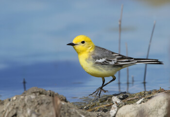 An adult citrine wagtail (Motacilla citreola) in breeding plumage stands on the shore of a pond against the blue water.
