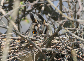 A female long-eared owl (Asio otus) sits secretly in a nest among the dense branches of a tree.