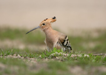 An adult hoopoe is filmed close-up on the ground swallowing a black beetle.