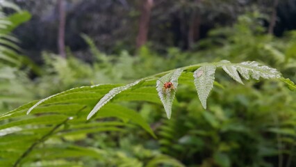 Orchid Beetle, World Environment Day on June 5th.  Shot in a tropical rainforest. Black and orange color beetle photo.