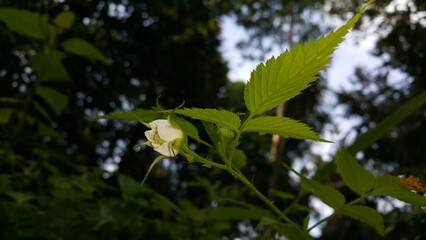 Beautiful Close-up of a Rubus Rosifolius flower not yet in bloom. Low Angle View. Perfect for documentaries about tropical rainforests and World Nature Conservation Day on July 28th.