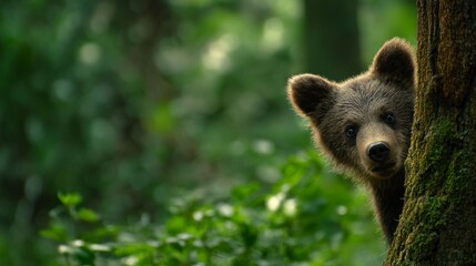 Obraz premium Curious bear cub in forest