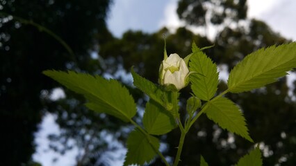 Low angle. Beautiful Close-up of a Rubus Rosifolius flower not yet in bloom. Perfect for documentaries about tropical rainforests and World Environment Day on June 5th.  West Indian Raspberry.