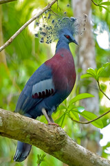 Magnificent Victoria Crowned Pigeon
