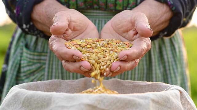 Unadorned hands gently sift golden lentils and millet into a natural linen container, a dolly push-in video with warm golden hour light against a blurred green field. Concept of wholesome ingredients