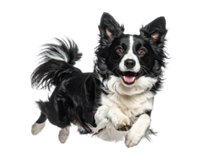 Energetic Border Collie Jumping in Mid-Air, Happy Dog Action Pose, Isolated on Transparent Background