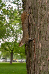 Squirrel Climbing on Tree in Park