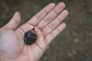 Close up of a hand holding a single dry, rotten seed pod or nut. Concept of decay, life cycle, or nature discovery.