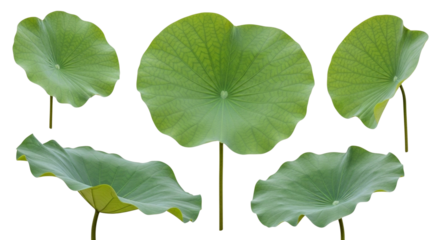 A collection of five vibrant green lotus leaves showcasing their unique shapes and textures against a dark background