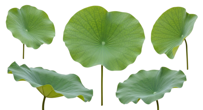 A collection of five vibrant green lotus leaves showcasing their unique shapes and textures against a dark background