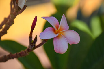 Frangipani flower