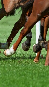 Super Slow Motion of Running Horses on Derby in Detail of Horses Legs. Filmed on High Speed Cinema Camera, 1000 fps. Outdoor Race. Vertical Aspect Ratio.