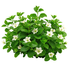 Beautiful green plant with white flowers thriving indoors near a bright window during daytime on transparent background