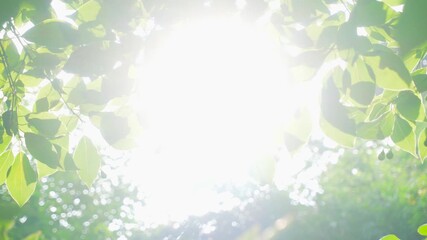 Backlit Tree Leaves With Bright Summer Sunlight 4K - Powered by Adobe