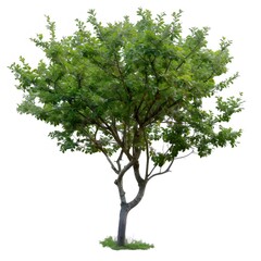 緑の葉を持つ庭の木