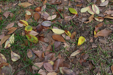 Close up of fallen leaves on the grass background. 