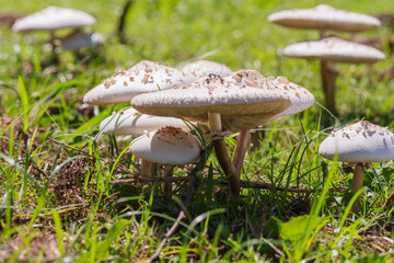 秋の草地の白いキノコ15