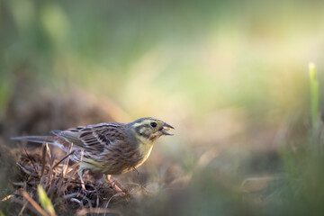 Bird - female Yellowhammer Emberiza citrinella on the meadow green background Poland Europe spring time