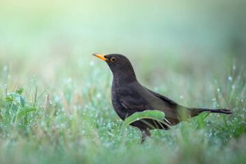 Bird - male Blackbird Turdus merula on the forest grassland amazing warm light sunset sundown
